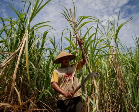 BBM Berbasis Bioetanol, Langkah Revolusioner RI