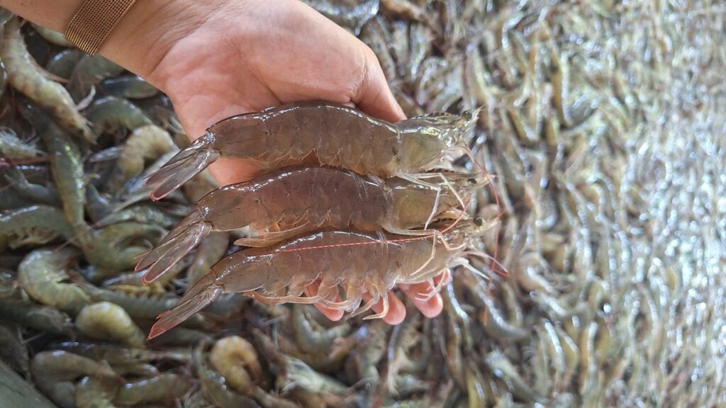 Udang hasil budidaya menggunakan teknologi terpadu (Foto:Dian_ Etara.id)
